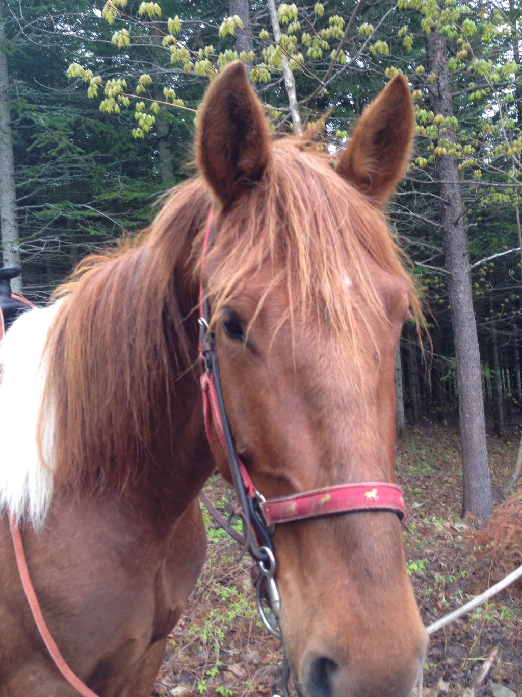 site rencontre passionné chevaux
