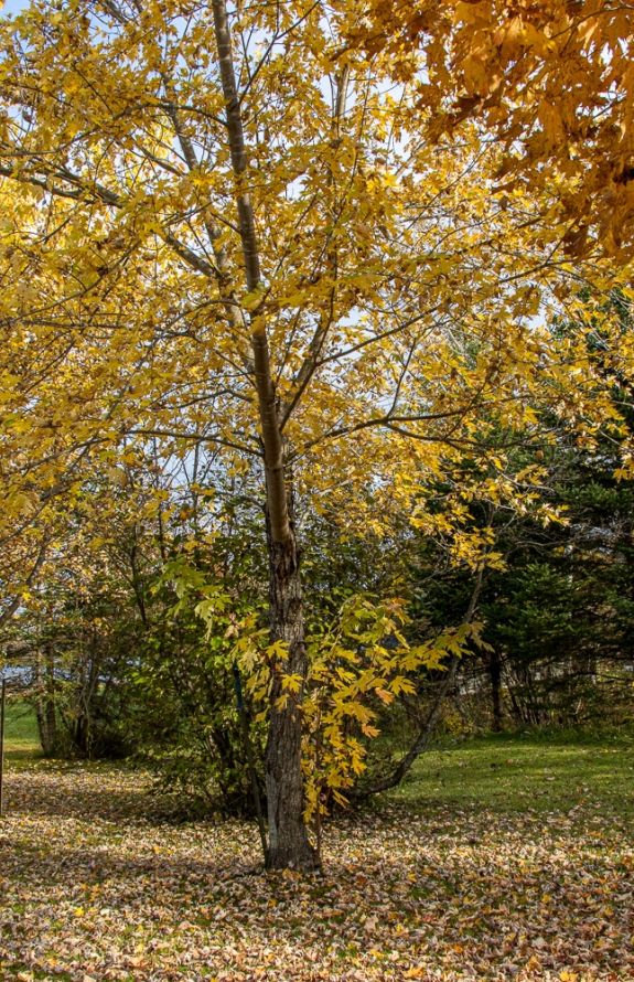 Au Soleil Levant Du Lac Aylmer - 