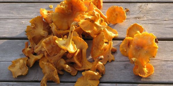 En septembre cueillette de chanterelle sauvage